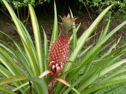 Image of Pineapples