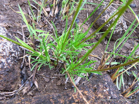 Image of Euryops laxus (Harv.) Burtt Davy