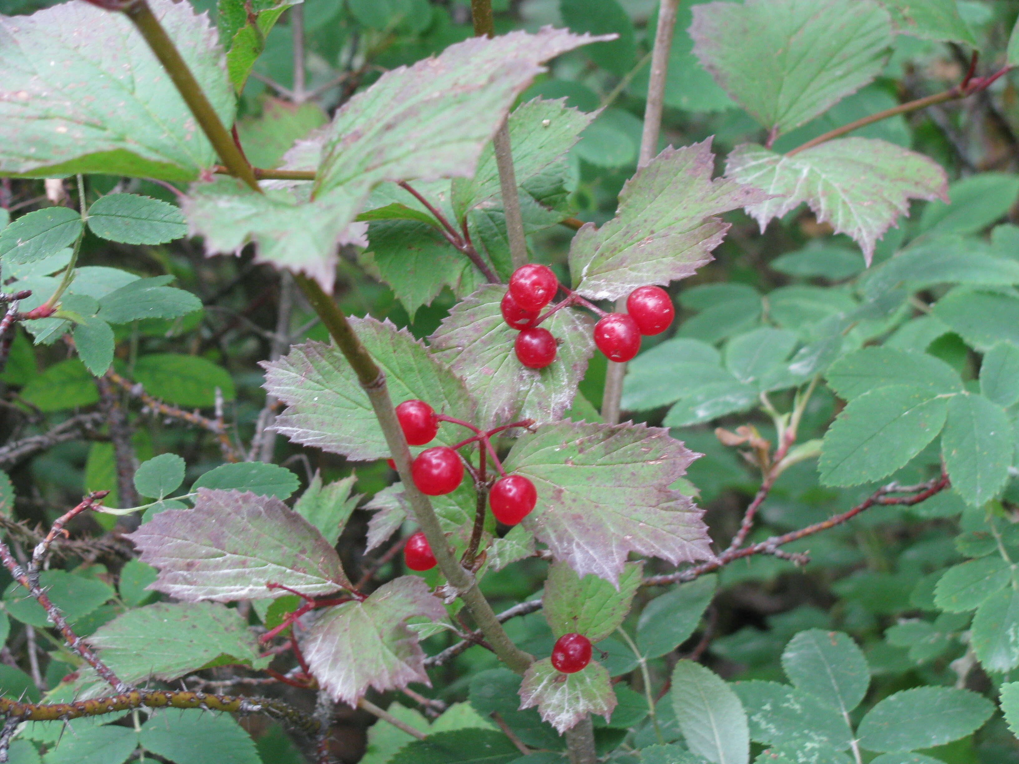 Imagem de Viburnum edule (Michx.) Raf.