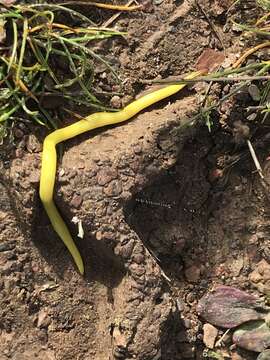 Image of Caenoplana sulphurea (Fletcher & Hamilton 1888)