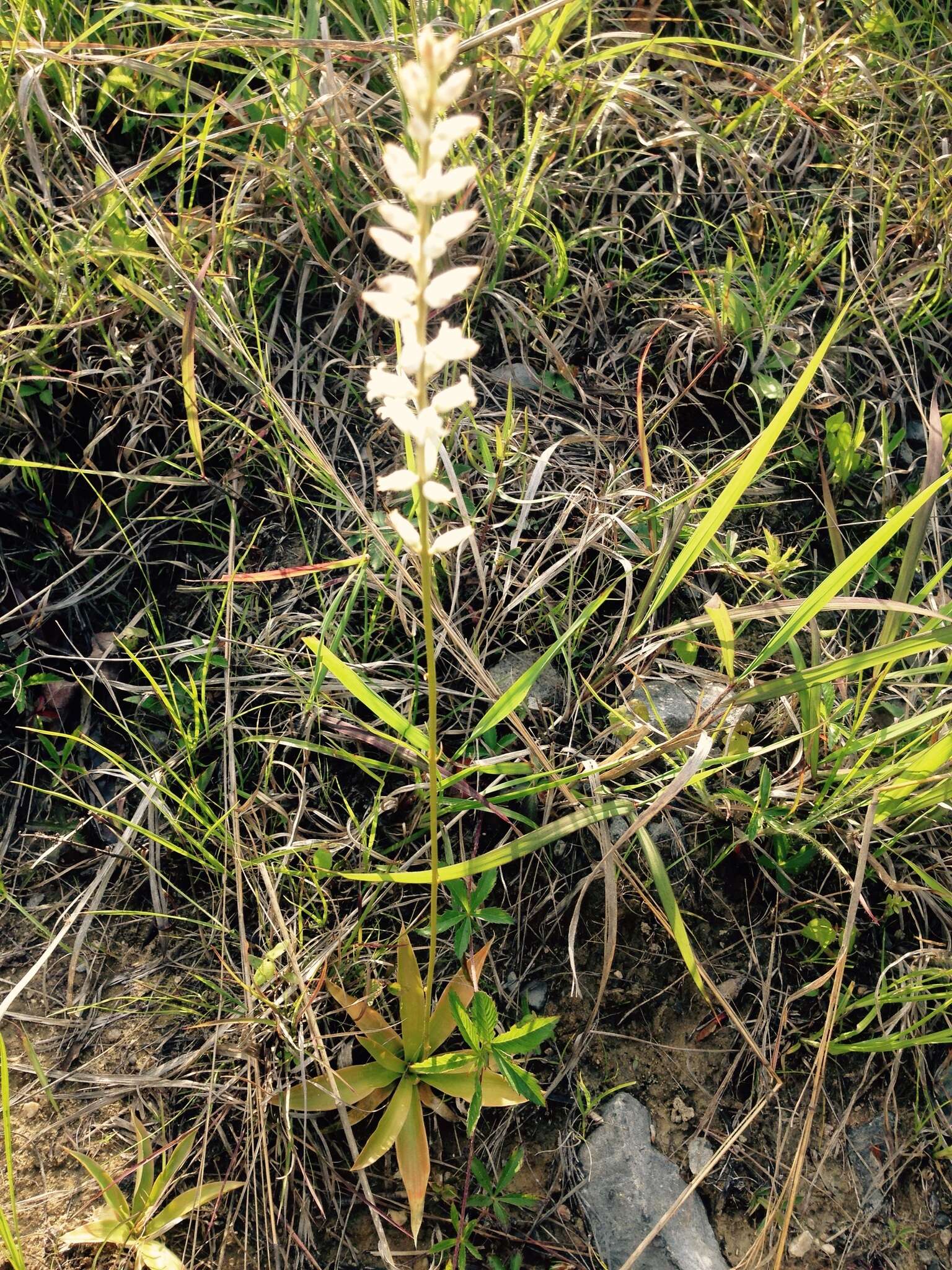 Image of white colicroot