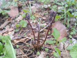 Sivun Athyrium rubripes (Kom.) Kom. kuva