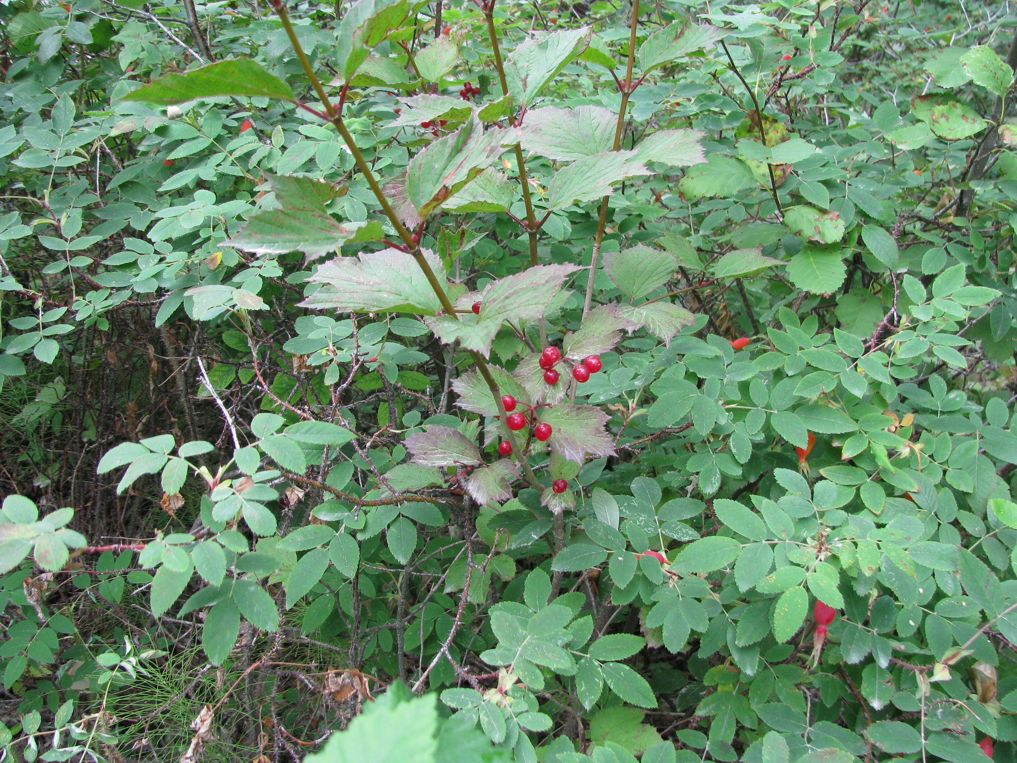 Imagem de Viburnum edule (Michx.) Raf.