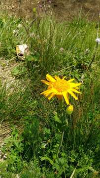 Image of mountain arnica