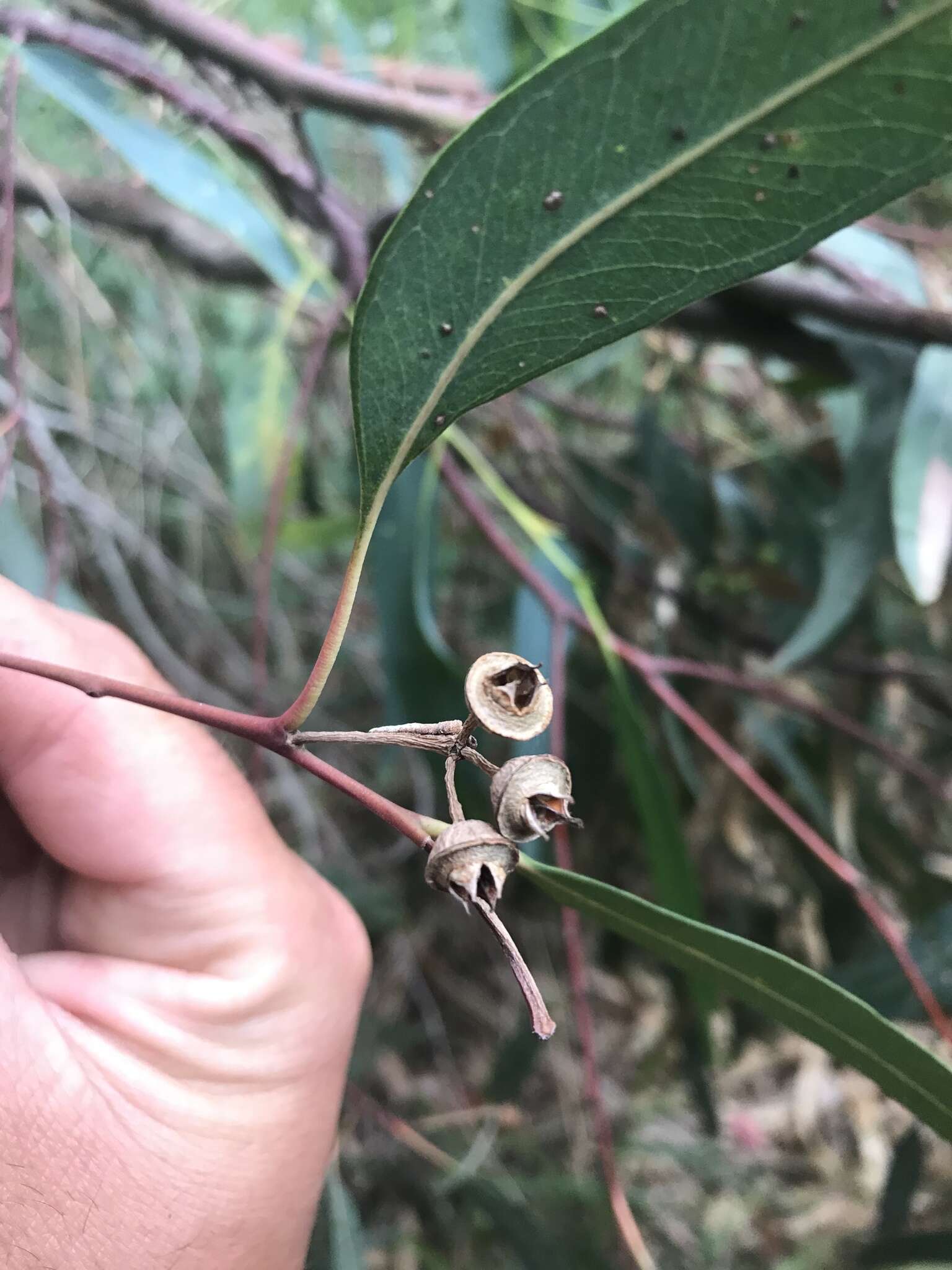 Слика од Eucalyptus camaldulensis subsp. camaldulensis