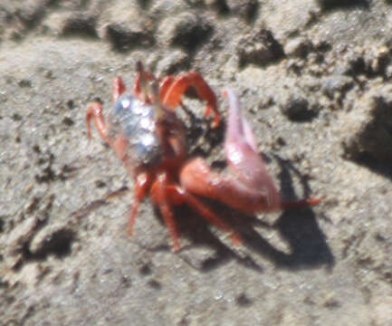 Image of Leptuca stenodactylus (H. Milne Edwards & Lucas 1843)