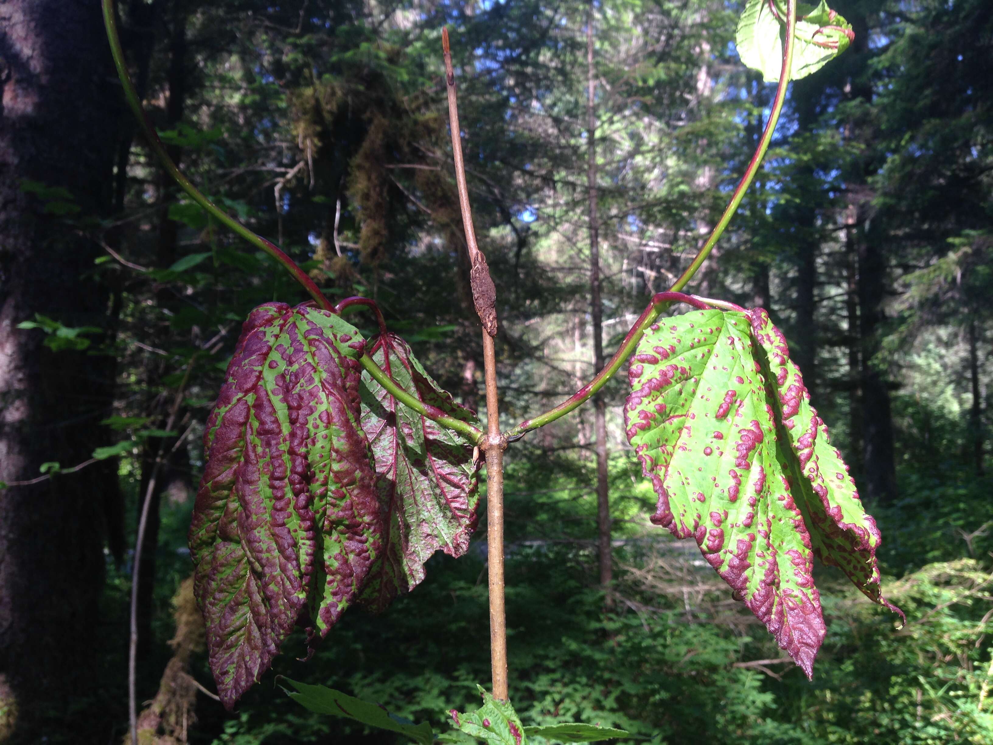 Imagem de Viburnum edule (Michx.) Raf.