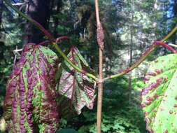 Imagem de Viburnum edule (Michx.) Raf.