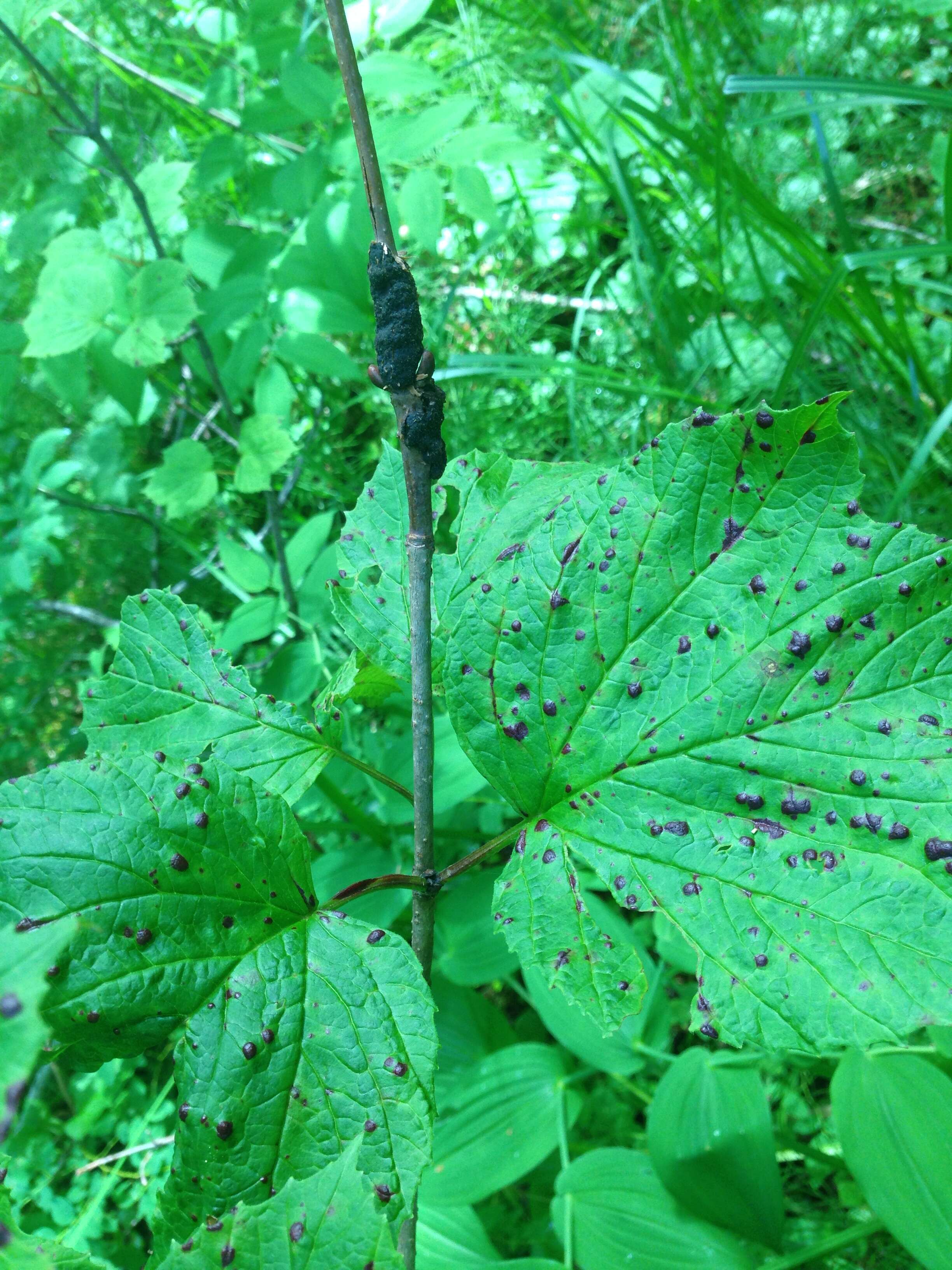 Imagem de Viburnum edule (Michx.) Raf.