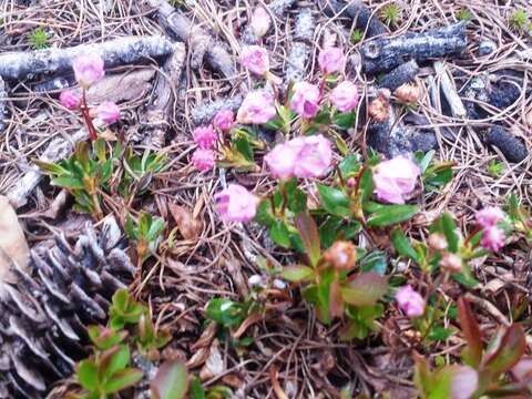 Image of alpine laurel