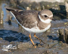 Image of Tundra Ringed Plover