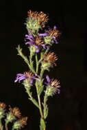 Image of Symphyotrichum plumosum (Small) Semple