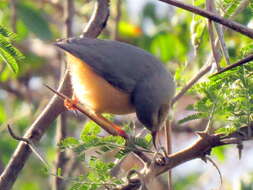 Image of Sylvietta rufescens pallida Alexander 1899