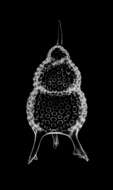 Image of Radiolaria