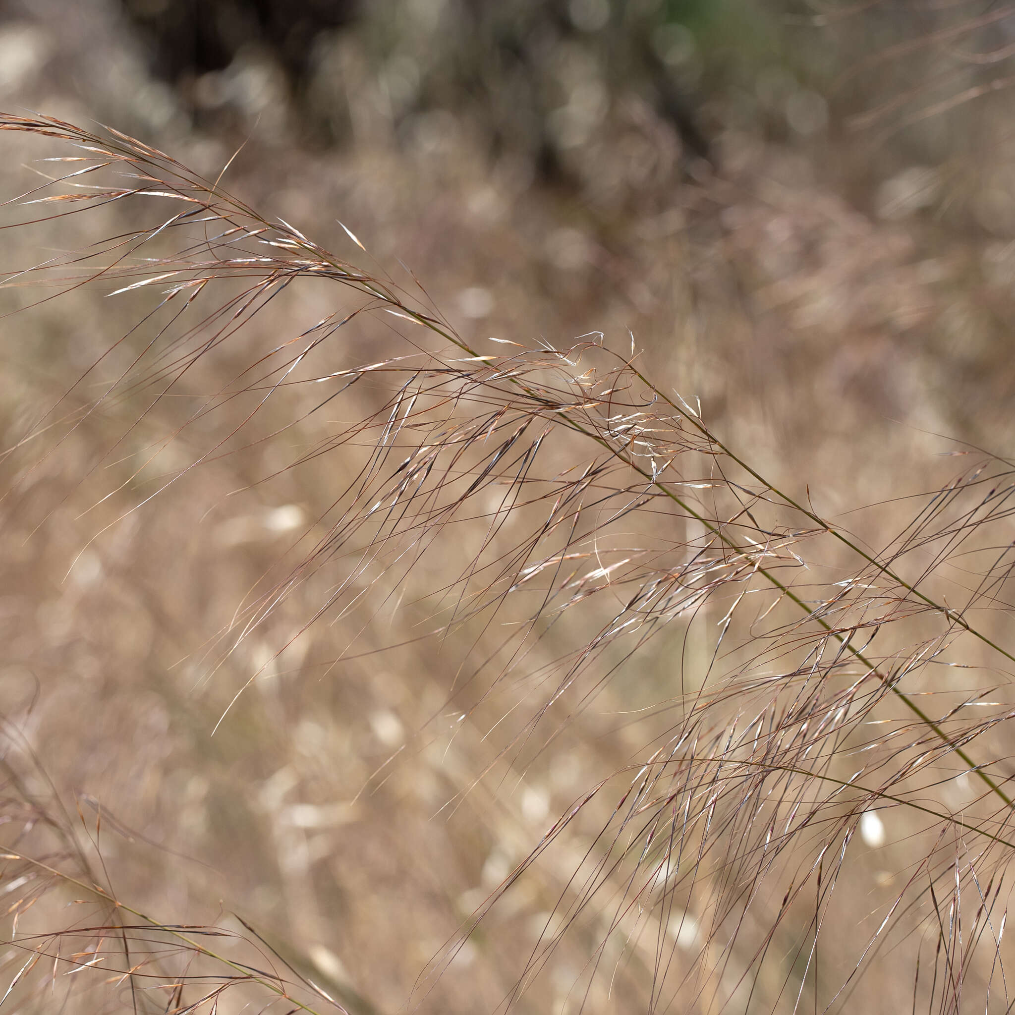 Image of Austrostipa nodosa (S. T. Blake) S. W. L. Jacobs & J. Everett