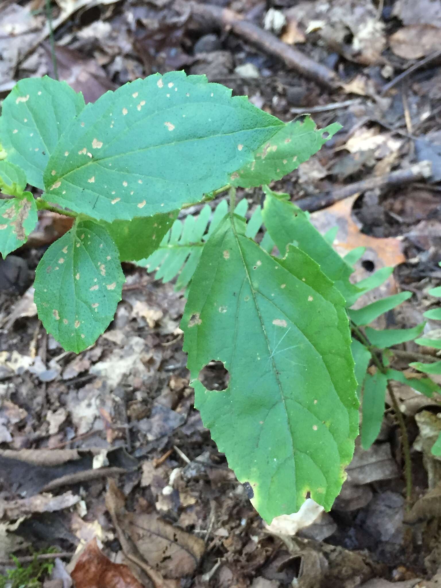 Image of Collinsonia anisata Sims