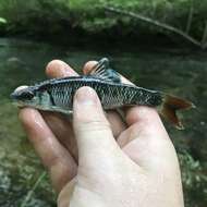 Image of Alabama shiner