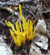 Clavulinopsis fusiformis (Sowerby) Corner 1950 resmi