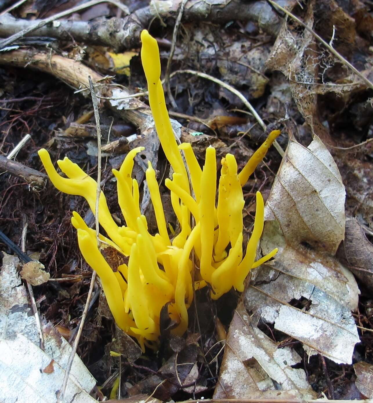 Clavulinopsis fusiformis (Sowerby) Corner 1950 resmi