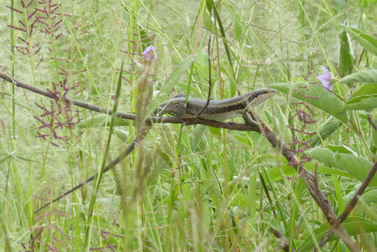 Image of Tree skink