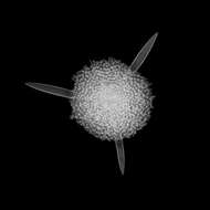 Image of Radiolaria