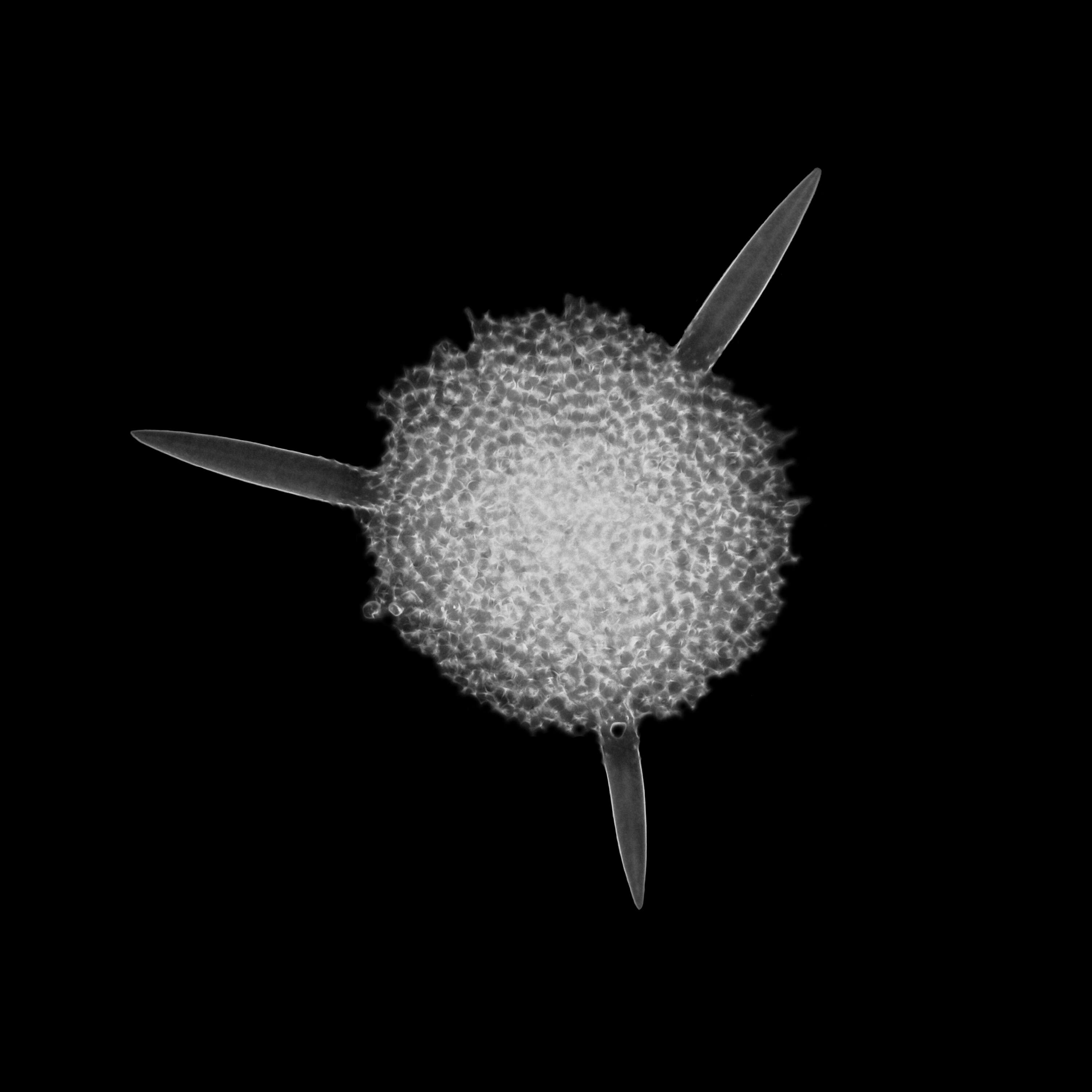 Image of Radiolaria