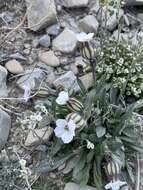 Image of arctic catchfly