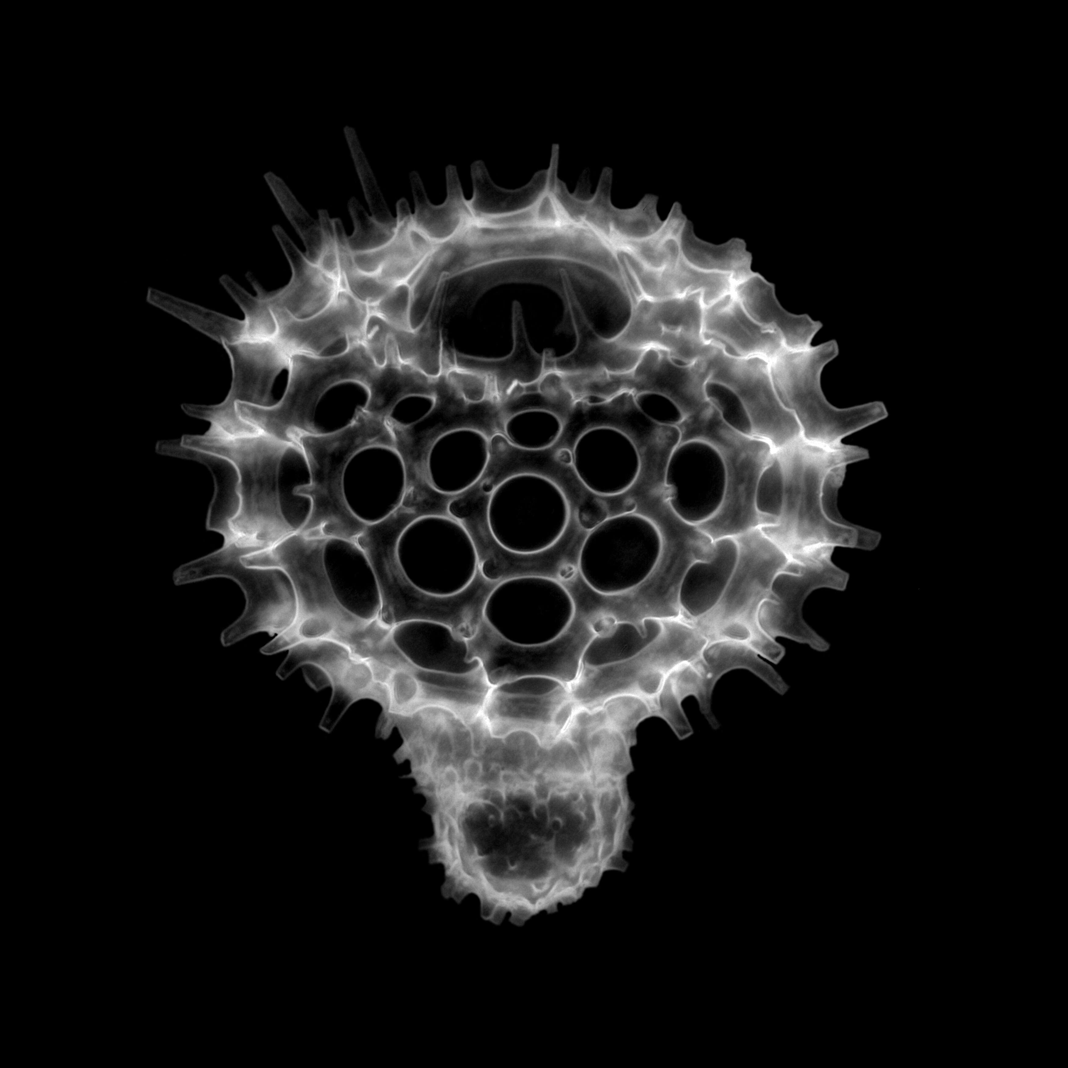 Image of Radiolaria