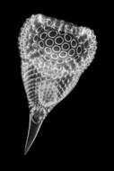 Image of Radiolaria