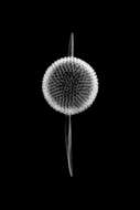 Image of Radiolaria