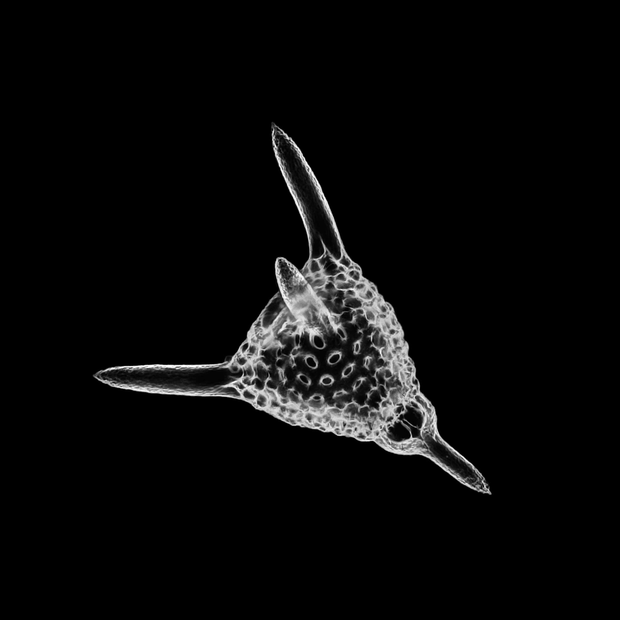 Image of Radiolaria