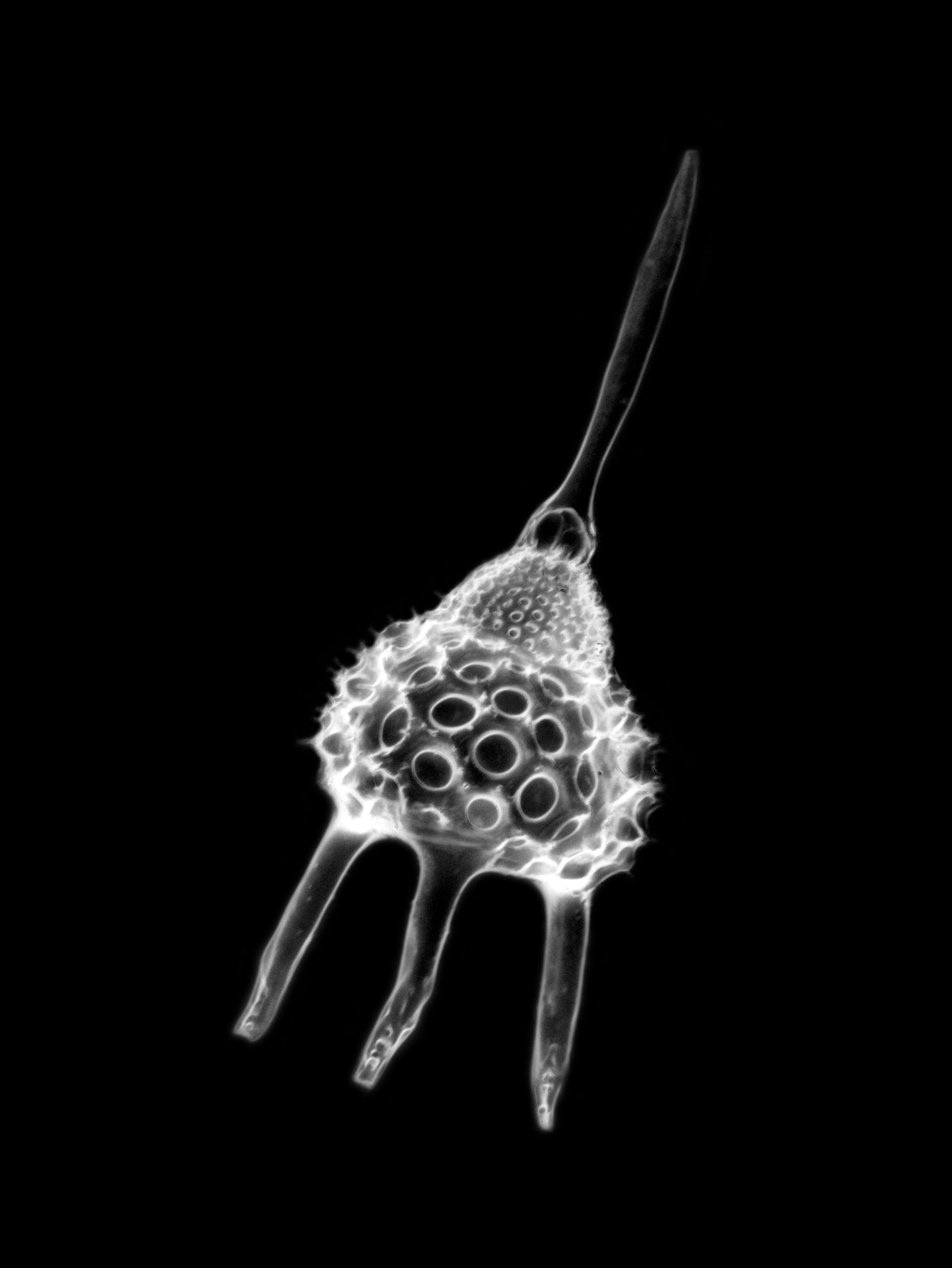 Image of Radiolaria