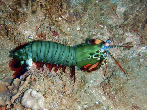 Image of peacock mantis shrimp