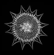 Image of Radiolaria