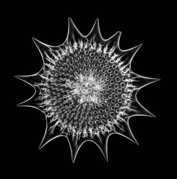 Image of Radiolaria