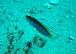 Image of Rainbow Slender Wrasse