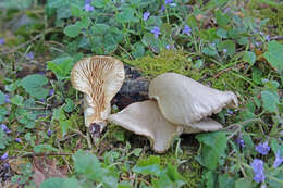 Слика од Pleurotus calyptratus (Lindblad ex Fr.) Sacc. 1887