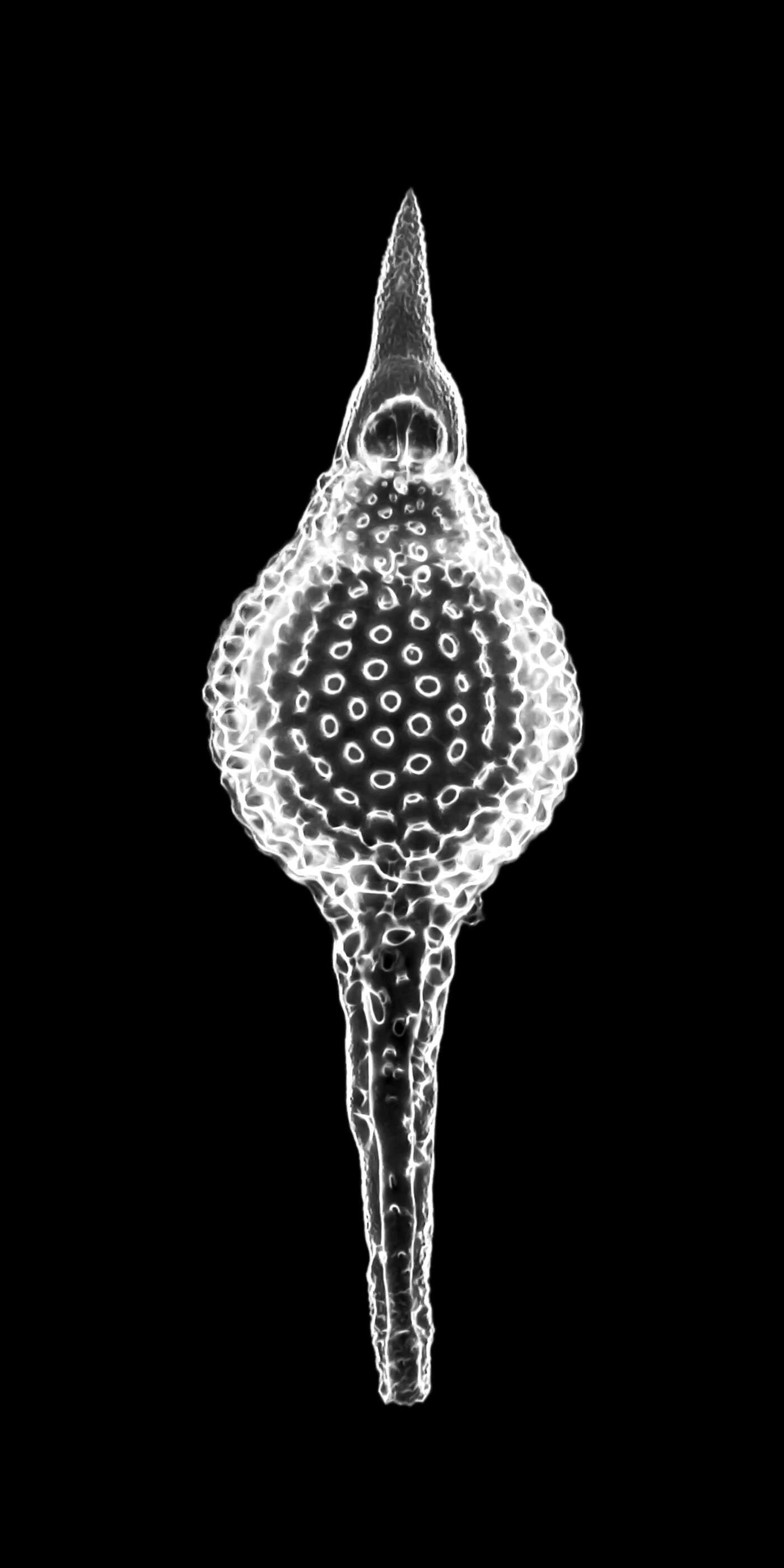 Image of Radiolaria