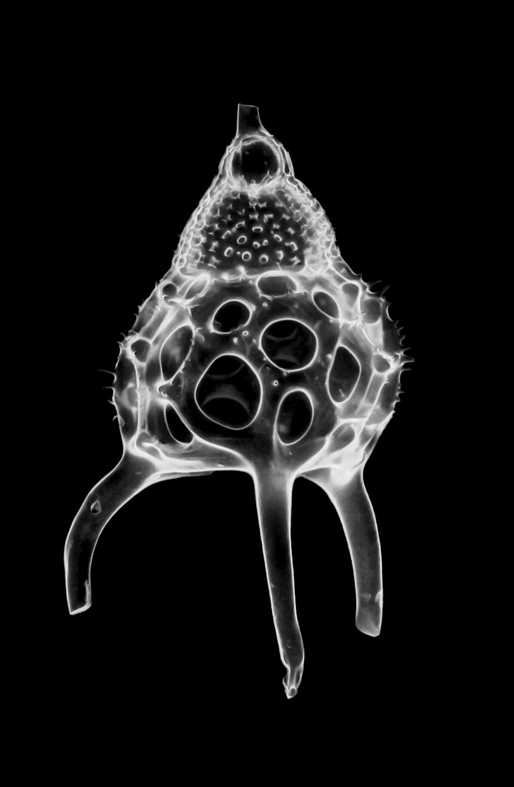 Image of Radiolaria