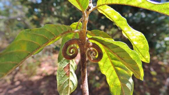 Слика од Hugonia orientalis Engl.