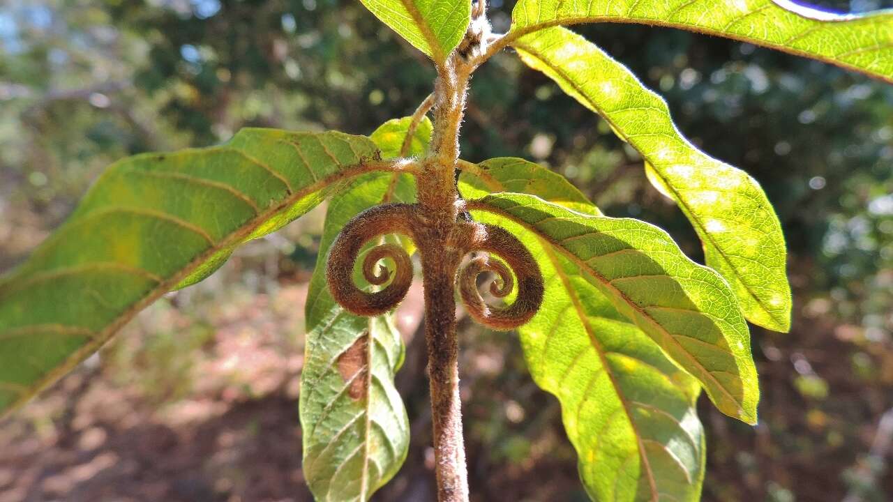 Imagem de Hugonia orientalis Engl.