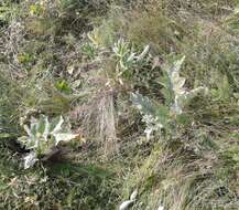 Image of Carlina acanthifolia subsp. utzka (Hacq.) H. Meusel & A. Kästner