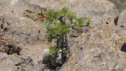 Imagem de Fouquieria purpusii T. S. Brandegee