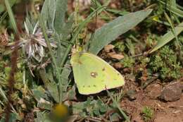 Image of Colias aurorina Herrich-Schäffer (1850)