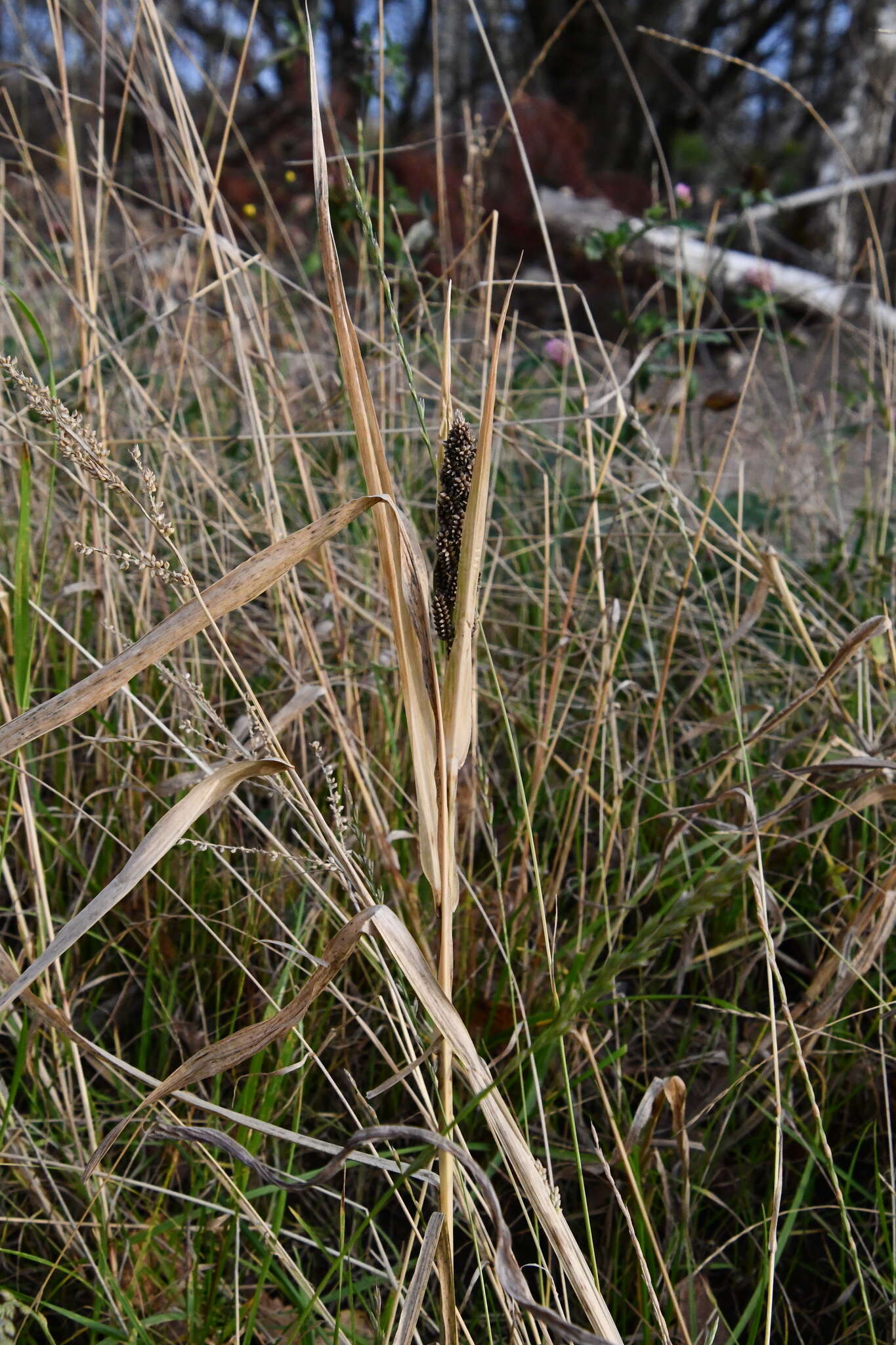 Echinochloa esculenta (A. Braun) H. Scholz resmi