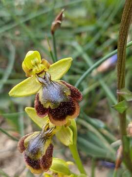 Image of Ophrys chobautii G. Keller ex B. Tyteca & D. Tyteca