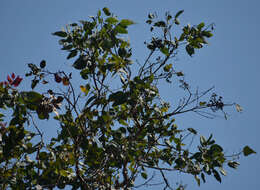 Image of Corymbia peltata (Benth.) K. D. Hill & L. A. S. Johnson