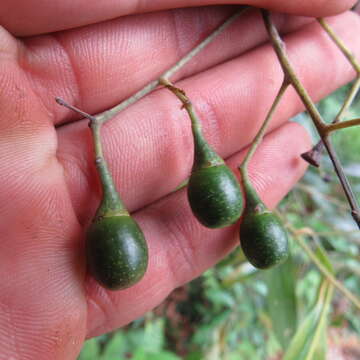 Nectandra lineata (Kunth) J. G. Rohwer的图像