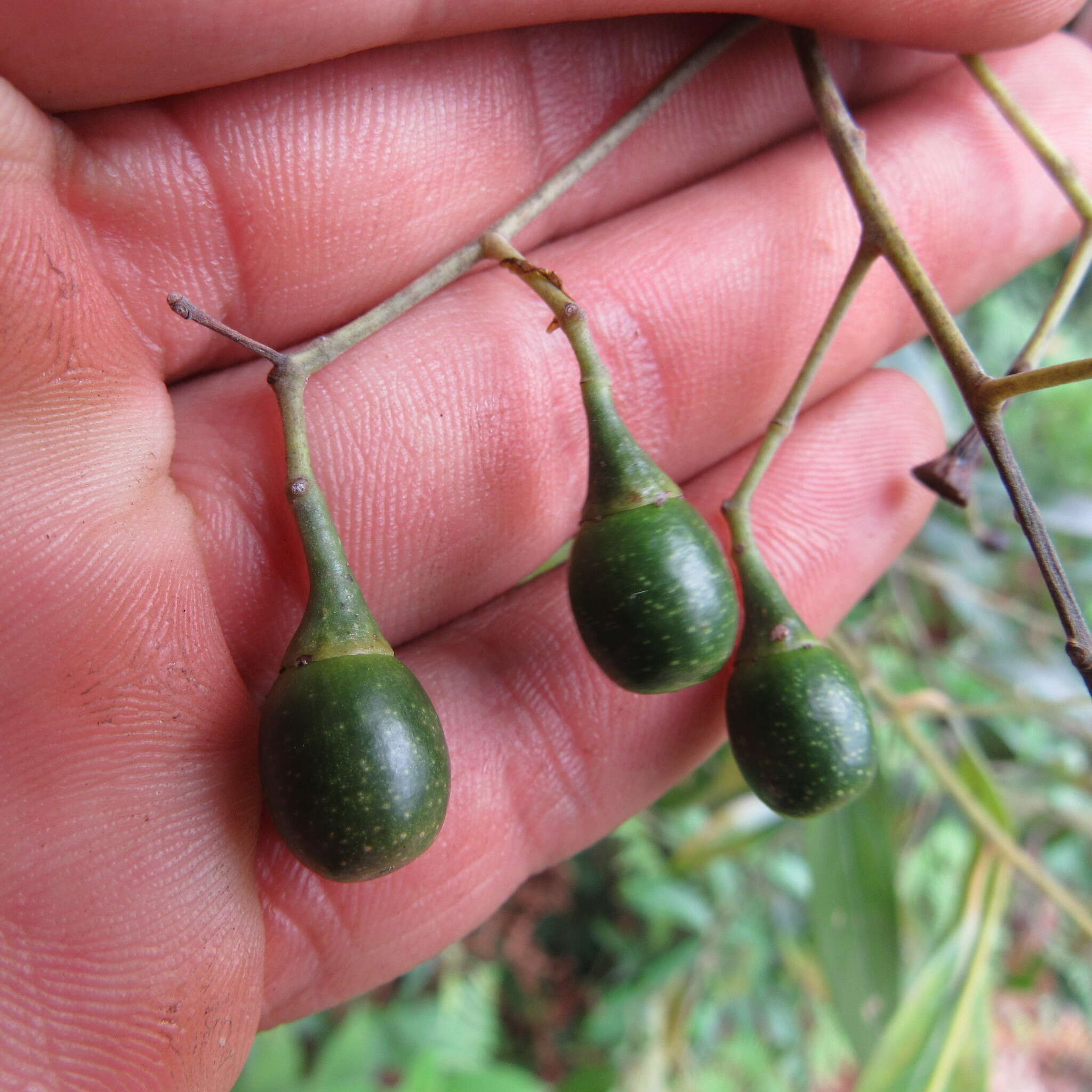 Image de Nectandra lineata (Kunth) J. G. Rohwer