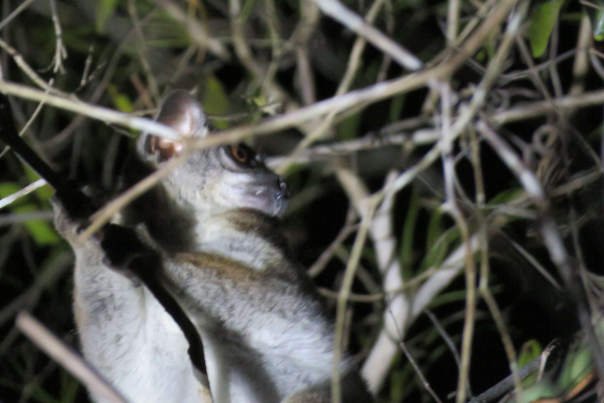 Image of Pale Fork-crowned Lemur